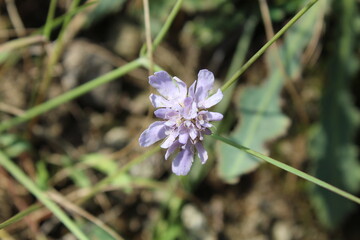 Lomelosia Simplex purple wild flowers 