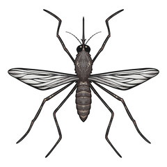 Mosquito vector art Drawing Illustration