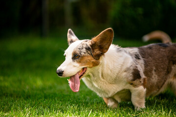 Corgi puppy on green grass