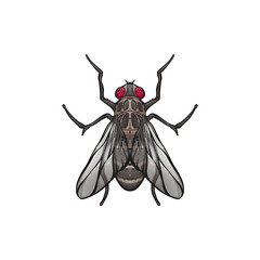 Fly bug art, green Fly, Lalat, Fly Art, Green Fly Insect, Fly Vector Art Drawing Illustration