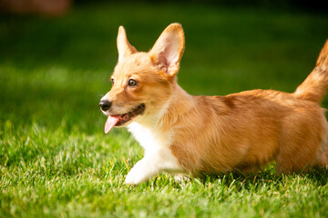 Corgi puppy on green grass