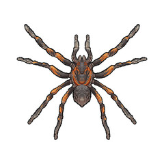 Tarantula spider Vector Art Drawing Illustration, spider isolated on white background, laba-laba
