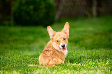 Corgi puppy on green grass