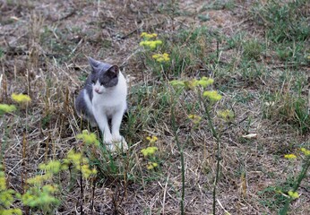 My favourite cat Matilda in the garden.