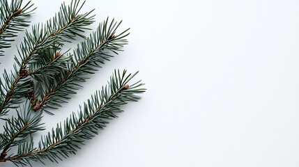 Obraz premium christmas tree branches with cones