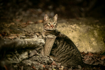 cat in the wild