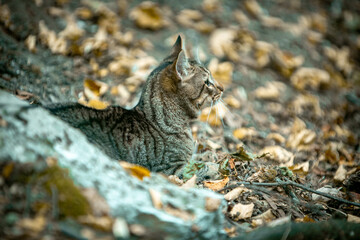 cat in the wild