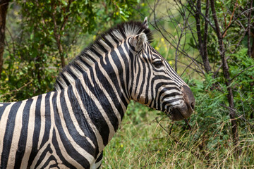 Side profile of Zebra head with clear black and white stripes 