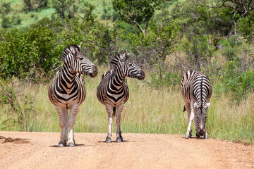 Fototapeta premium Two Zebras looking at a third standing on a dirt road