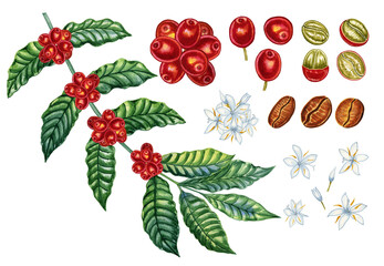 Coffee branch with berries watercolor illustration set. Hand drawn plant and harvest elements on isolated background. Stages of maturity and harvesting of beans for beverage production.
