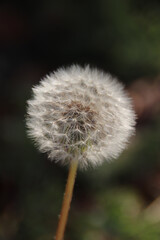 씨앗뭉치