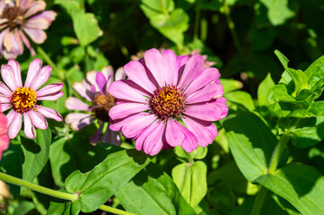 Hermosas flores de jard&iacute;n zinnia elegans de color rosa intenso.