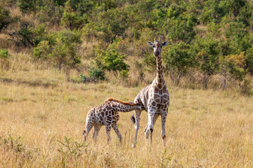 Mother Giraffe with young Giraffe