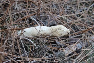 champignon satire puant phallus impudique