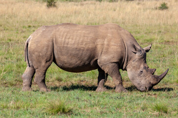 White Rhino, side profile whilst grazing