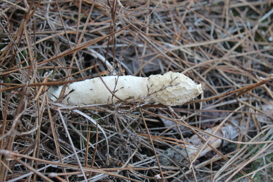 champignon satire puant phallus impudique