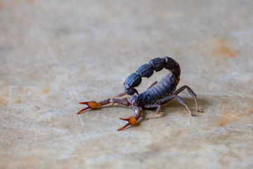 Black Scorpion isolated with claws and sting