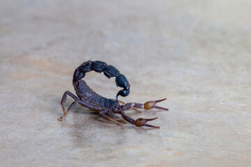 Black Scorpion isolated