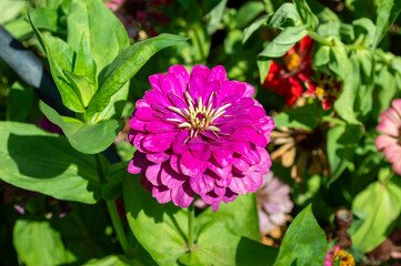 Hermosas flores de jardín zinnia elegans de color rosa intenso.