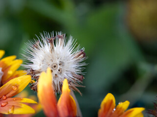 Close up capture of Gaillardia pulchella Foug, Blanket Flower and flower buds in garden