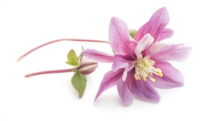 A delicate pink flower with a slender stem and green leaves on a white background.