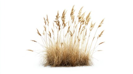 Fototapeta premium A cluster of tall, dry grass swaying gently, illustrating natural beauty and simplicity.