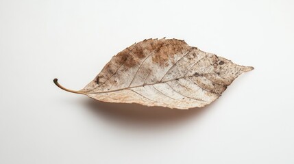 A dried, brown leaf resting on a white background, showcasing natural textures and patterns.