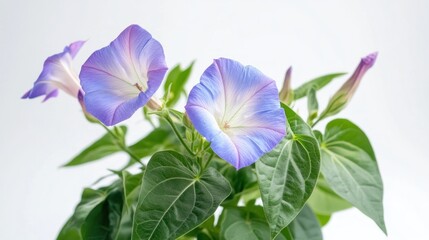 A close-up of vibrant morning glory flowers with lush green leaves against a light background.
