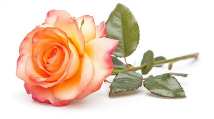 Naklejka premium A single peach-colored rose with green leaves, symbolizing beauty and love.