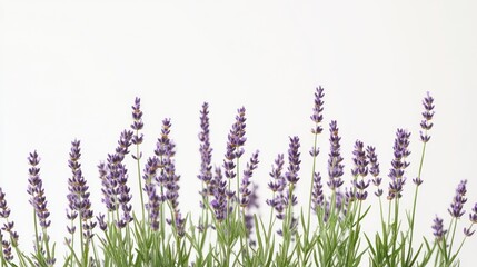 A serene display of lavender flowers against a light background, emphasizing natural beauty.