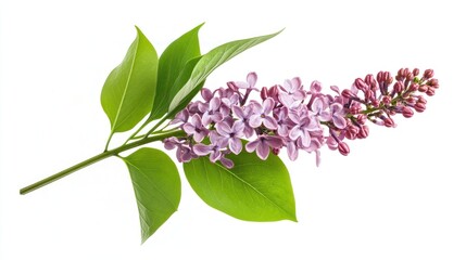 A lilac flower branch with green leaves on a white background.