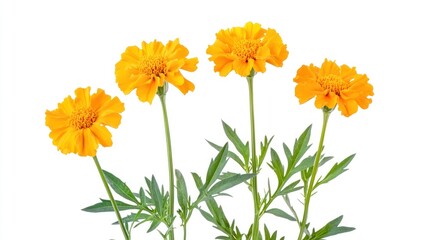 Naklejka premium Four vibrant orange marigold flowers with green leaves on a white background.