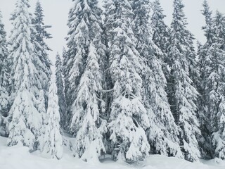 snow covered trees
