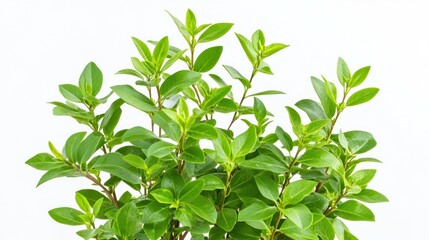 Fototapeta premium A vibrant green plant with lush leaves, ideal for decoration or indoor gardening.