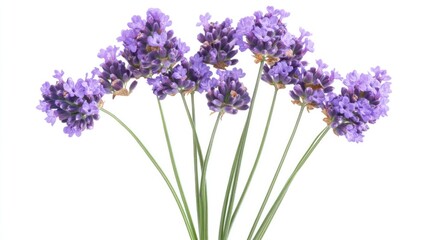 Naklejka premium A bouquet of lavender flowers with vibrant purple blooms and green stems.