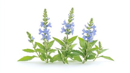 Fototapeta premium Three clusters of blue flowers with green leaves on a white background.