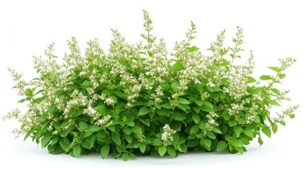 Fototapeta premium A lush green bush with white flowers, ideal for landscaping or gardening purposes.