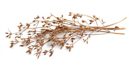 A dried branch with small seed pods, often used in herbal remedies or decorations.