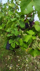 Grapes by nature
