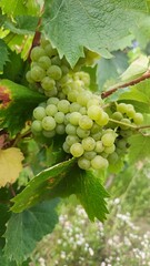 Grapes by nature