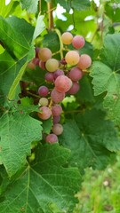 Grapes by nature