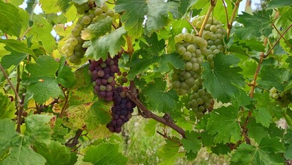 Grapes by nature