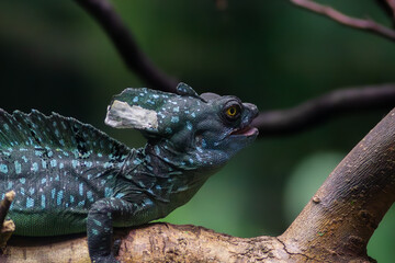 GREEN BASILISK,  Basiliscus plumifrons, Reptile