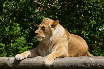 The lion is lying down