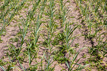 Green Garlic Plants Growing in a Garden Bed on a Sunny Day