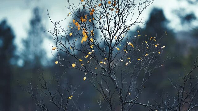 A nearly leafless tree with a few golden leaves clings to its branches, gently swaying in the autumn breeze. Parallax shot, bokeh background.