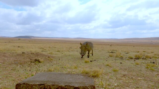 Common warthog pumba walks up over dry field to start nibbling on lick block
