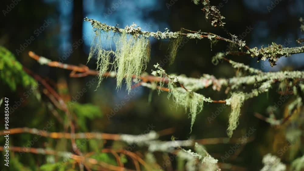 Poster hanging moss on the dark branches of the birch tree. parallax video, bokeh background.