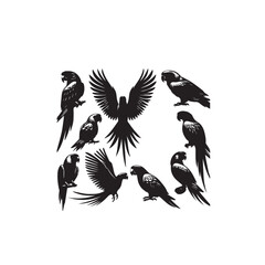 Obraz premium Parrot silhouette. Parrot vector design. Parrot logo, icon black and white.