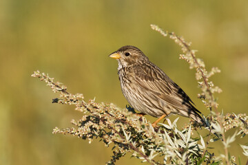 Bird Corn Bunting Emberiza calandra, meadow in summer time, Poland Europe